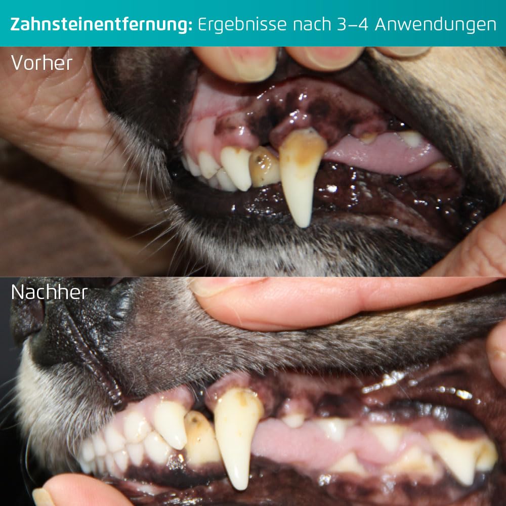 Cleanyteeth Ultrasonic Dog Toothbrush Starter Kit – All Breeds