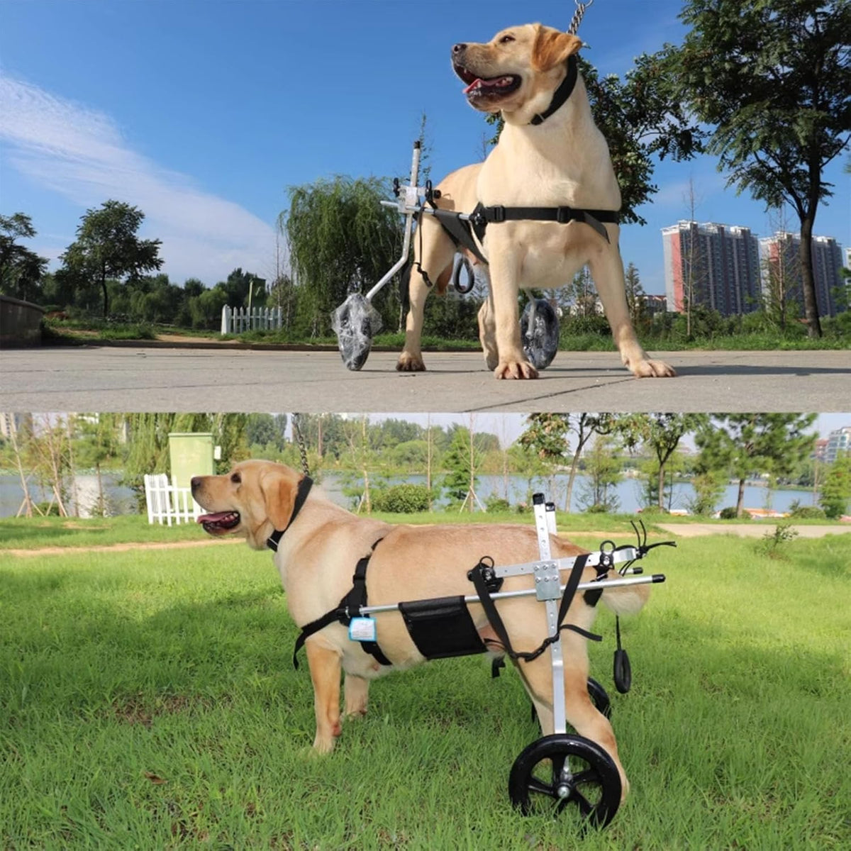 Rmeet Dog Wheelchair for Hind Legs | Medium to XXL Rehabilitation